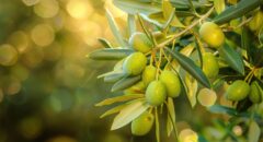 —Pngtree—green olives growing on a_15465776