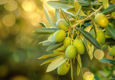 —Pngtree—green olives growing on a_15465776